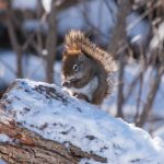 日本伦理在线 aijcvlc