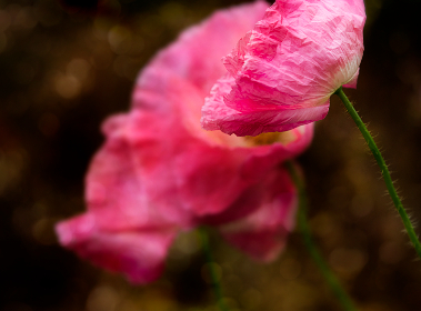 精品视频一区 精品视频一区